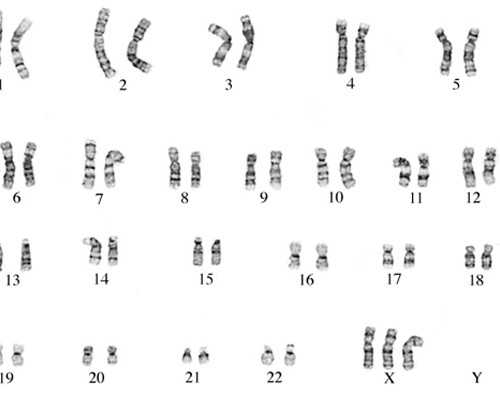 供卵助孕包男孩_供卵试管联系方式,2026烟台市烟台山医院做供卵试管婴儿要多少
