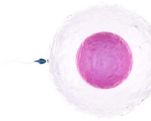 国内助孕公司排名？国内助孕机构哪家比较好？