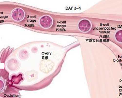 深圳助孕价格,深圳代生男孩,深圳代生妈妈_代孕公司的资源-代孕试管医院