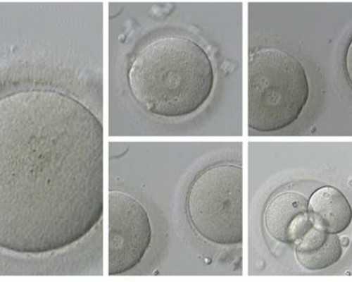 供卵可以自己找吗_有供卵中心吗,2026北京供卵三代试管婴儿多少钱，附供卵费用