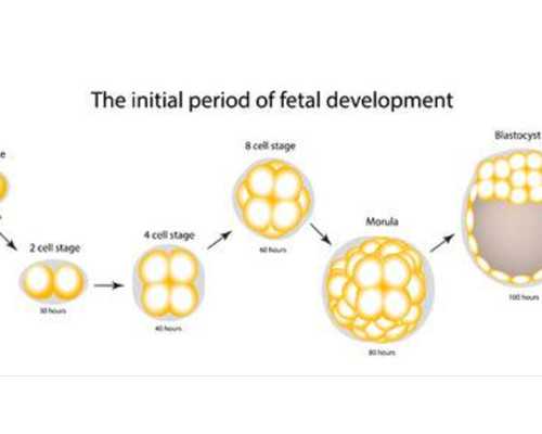 托人香港验血结果为什么都是女胎,香港验血生男孩具体流程
 香港验血测胎儿性