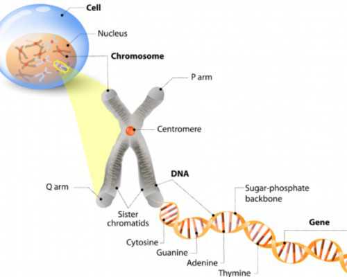 香港验血测结果图,怀孕后多久可以验血