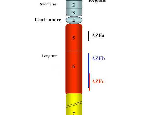 香港胎儿鉴定准确吗，献给各位好奇的准妈妈,去香港验血查男女验血准不准