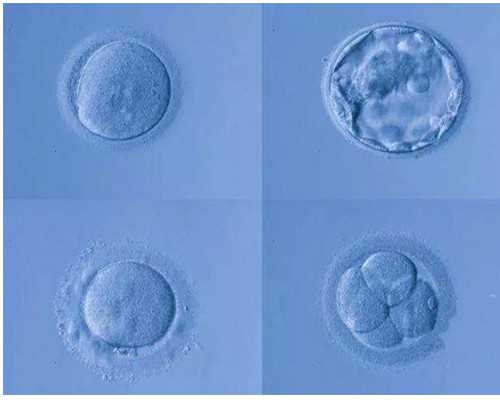 香港验血权威机构【网上验血联系机构微信QQ】,香港验血满6周是不是指42天